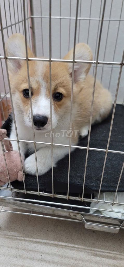Chó Corgi 3 tháng Vàng trắng. Mua bán Chó tại Quận Ba Đình Hà Nội được đăng bởi Hà Nguyễn hình 1