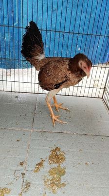Mái điều asil mỹ đang đẻ so - 134776999