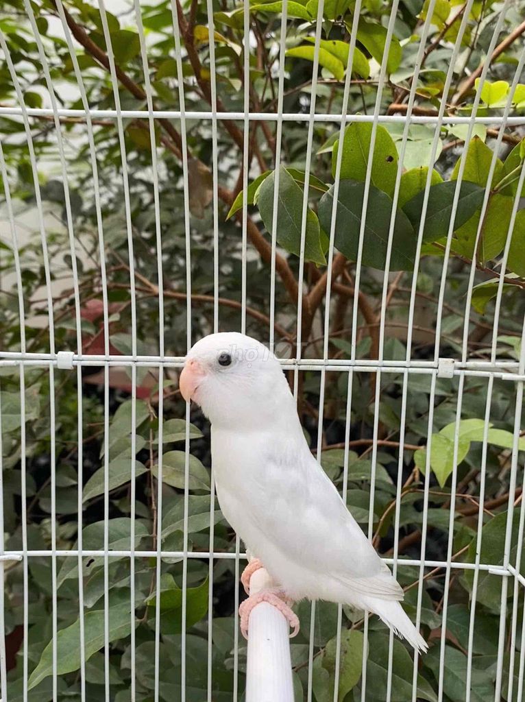 Vẹt Parrotlet American White pied