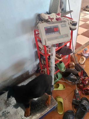 Rottweiler giá rẻ