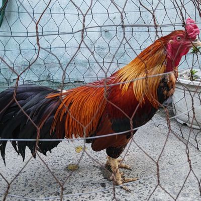 Thanh lý nhanh. Mua bán Gà tại Quận Bình Tân Tp Hồ Chí Minh được đăng bởi hoàng
