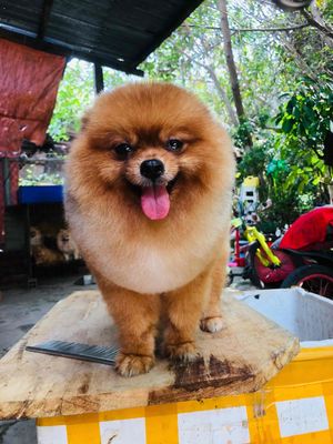 phóc sốc gen thái. Mua bán Chó tại Quận Cái Răng Cần Thơ được đăng bởi Thảo Nice