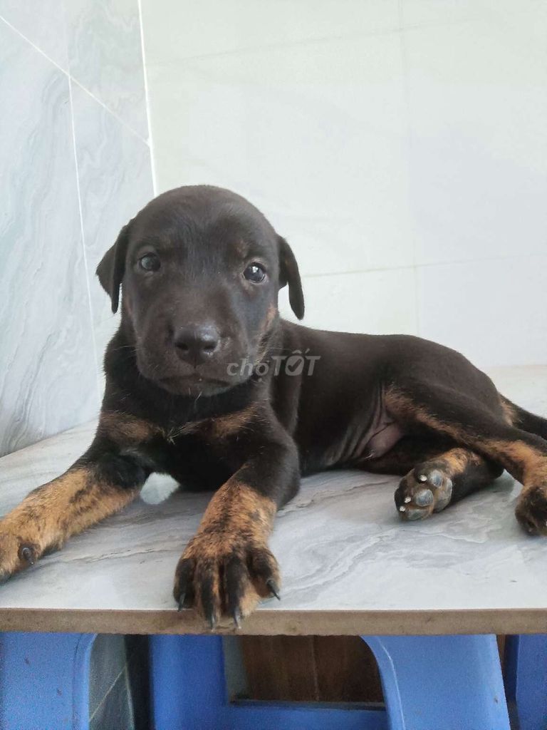 Chó Rottweiler F đực 1.5 tháng ăn giỏi dễ nuôi. Mua bán Chó tại Quận 6 Tp Hồ Chí Minh được đăng bởi Tăng Chí Lương  hình 1