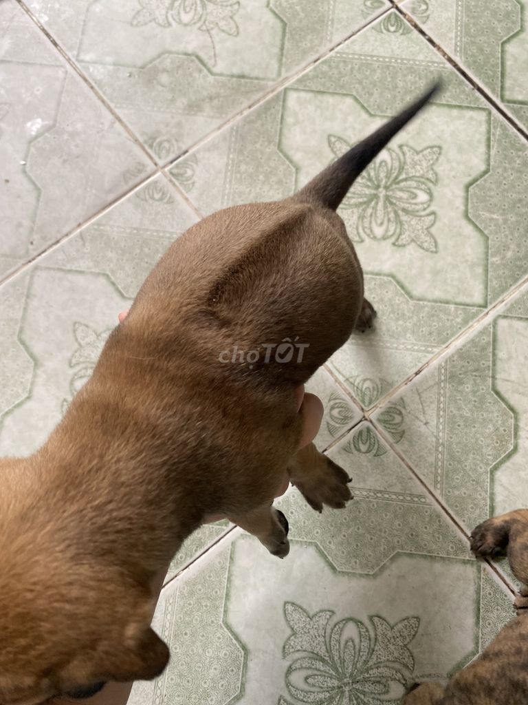 Bầy chó Phú quốc lai. Mua bán Chó tại Thành phố Tây Ninh Tây Ninh được đăng bởi Ánh Kim hình 5