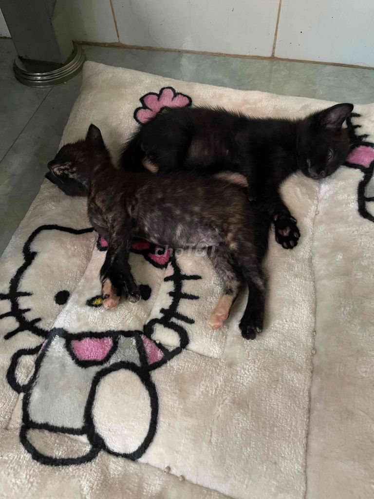 Mèo ta Đen, Đen đốm. Mua bán Mèo tại Thành phố Thủ Đức Tp Hồ Chí Minh được đăng bởi Ni Le hình 1