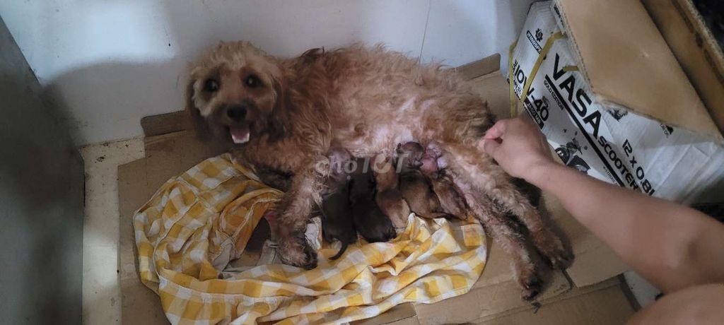 Chó Poodle nhà đẻ giá hạt dẻ 1triệu8 1bé. Mua bán Chó tại Thành phố Thuận An Bình Dương được đăng bởi Thành hình 7