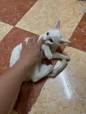 Mèo Xiêm Cái Trắng Mắt Xanh Nâu