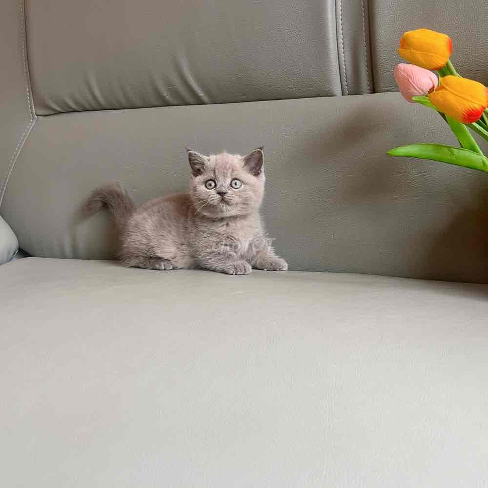 bé mèo chân lùn munchkin. Mua bán Mèo tại Quận 6 Tp Hồ Chí Minh được đăng bởi Phạm trung hình 5