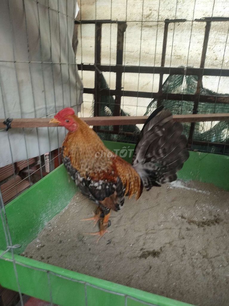 cú cuban lai mini tli . Mua bán Gà tại Quận 4 Tp Hồ Chí Minh được đăng bởi gà tre hssv sài gòn hình 1