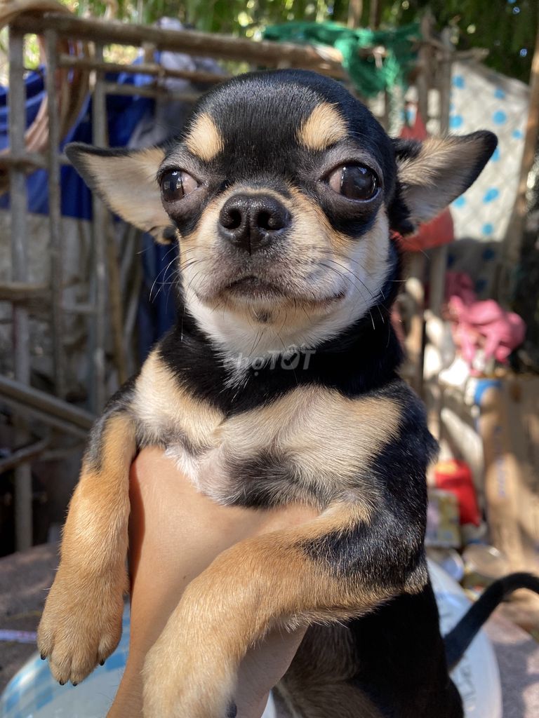 Chó Chihuahua Đen vàng đã tiêm. Mua bán Chó tại Thành phố Vũng Tàu Bà Rịa - Vũng Tàu được đăng bởi Tên chưa cung cấp hình 1