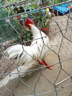 Gà nòi 2k8_3k5. Mua bán Gà tại Huyện Mỏ Cày Bắc Bến Tre được đăng bởi Thanh hung