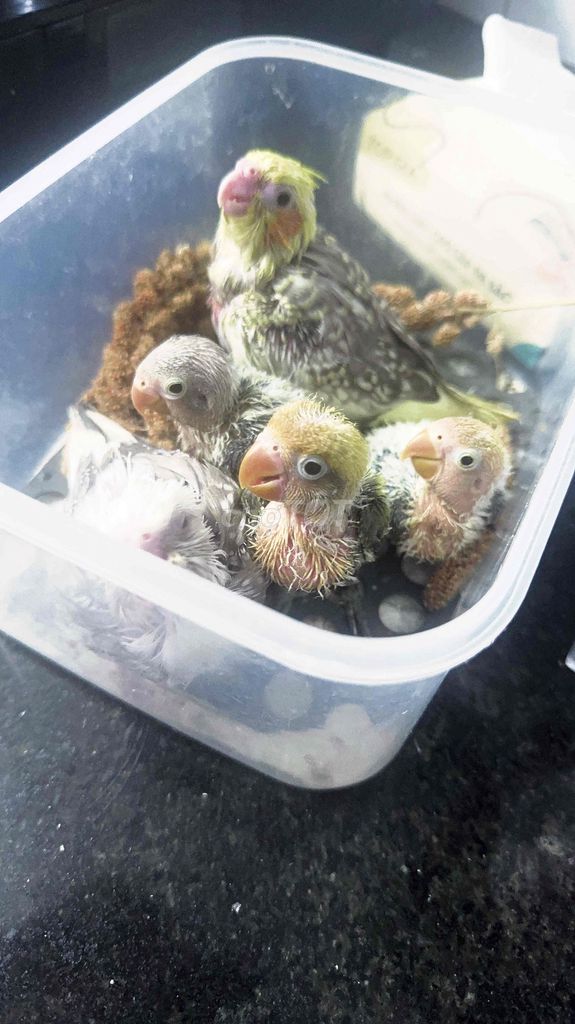 Vẹt tình yêu , cock. Mua bán Chim tại Quận 6 Tp Hồ Chí Minh được đăng bởi Chi Nguyên hình 1