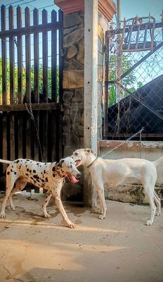 Cặp chó trắng đốm VÀNG NÂU + trắng đốm ĐEN tìm chủ. Mua bán Chó tại Huyện Củ Chi Tp Hồ Chí Minh được đăng bởi Nguyễn Huy