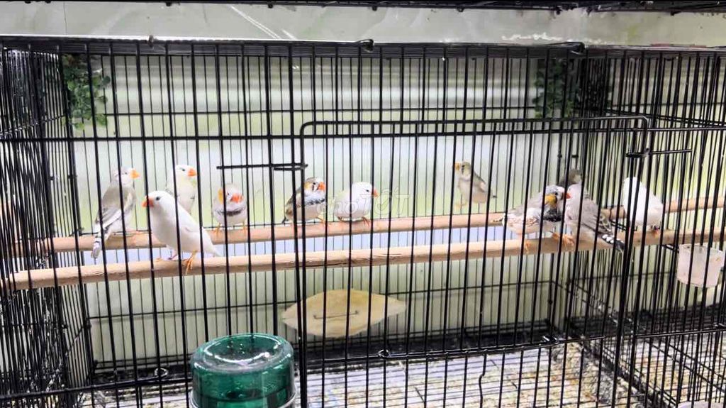 Manh Manh Nhật sinh sản. Mua bán Chim tại Huyện Chơn Thành Bình Phước được đăng bởi Nghĩa Finch hình 1