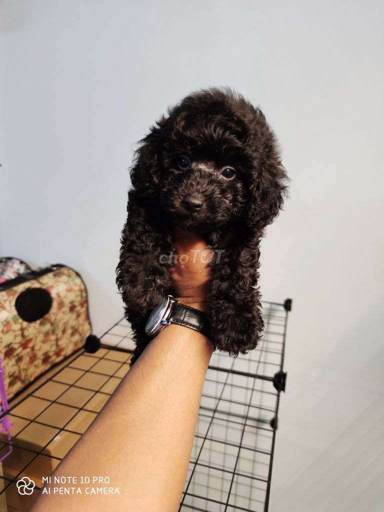 0934332433 - Chó poodle Đen Đực