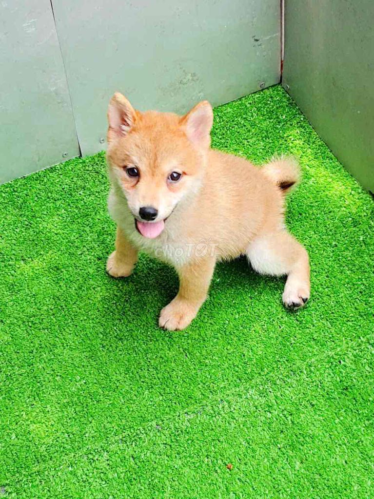 Thanh lý shiba + husky. Mua bán Chó tại Huyện Thanh Trì Hà Nội được đăng bởi Lee Nguyễn hình 1