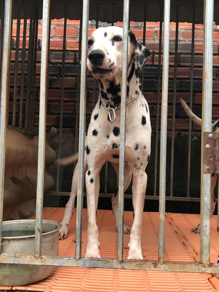 101 Con chó Đốm- Dalmatian giống đực thuần chủng