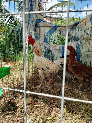 Bướm 2ky9. Mua bán Gà tại Huyện Châu Thành Long An được đăng bởi nhan nguyen