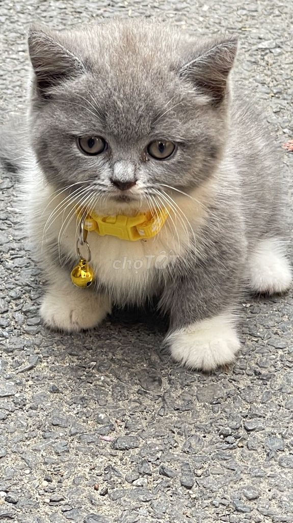 Mèo Anh lông ngắn đực 2 tháng. Mua bán Mèo tại Quận Tây Hồ Hà Nội được đăng bởi huyen hình 1