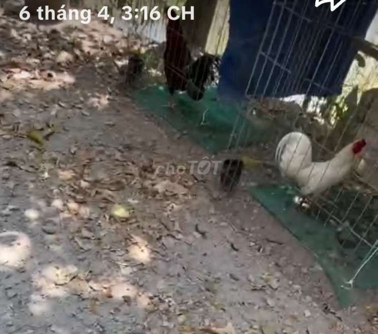 Bướm 1kg2 cần chia . Mua bán Gà tại Thành phố Thuận An Bình Dương được đăng bởi LhpChicken hình 1