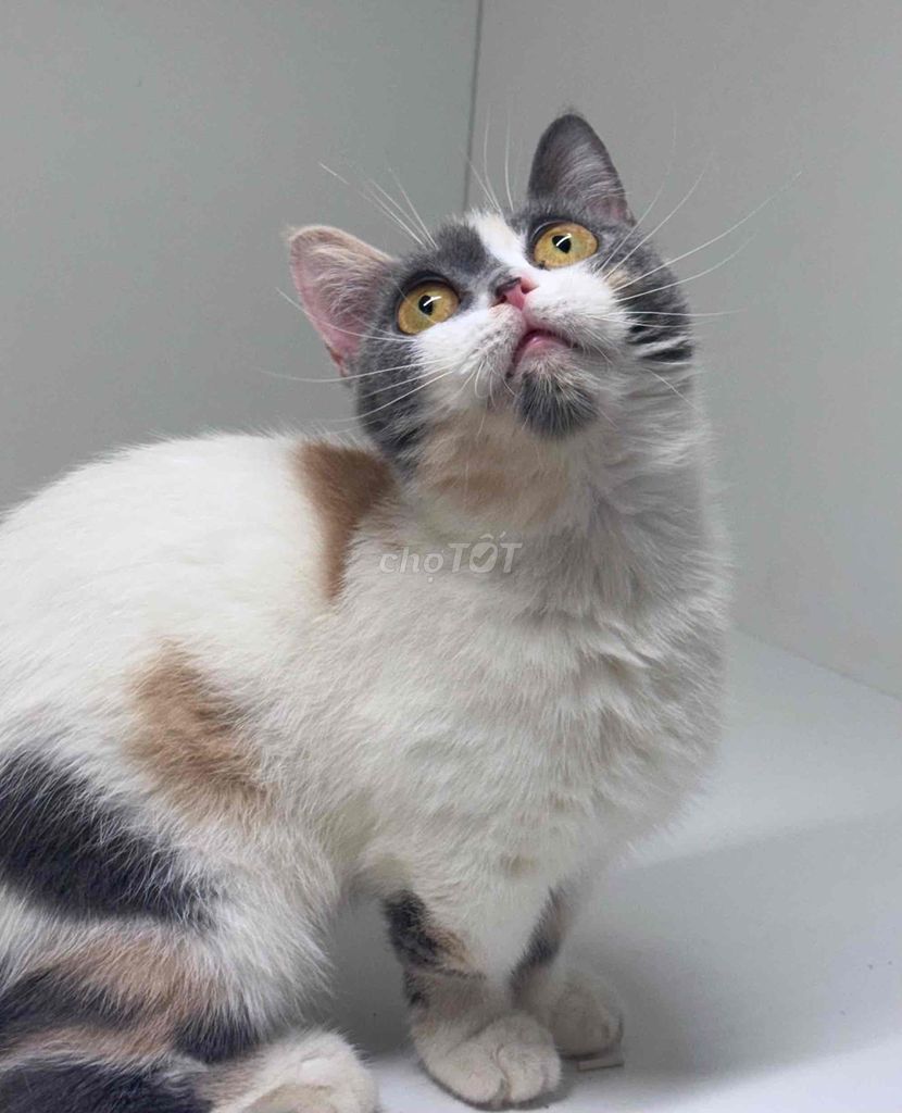 Mèo Tam thể munchkin đã tiêm đủ cái. Mua bán Mèo tại Quận 8 Tp Hồ Chí Minh được đăng bởi meonhaca hình 1