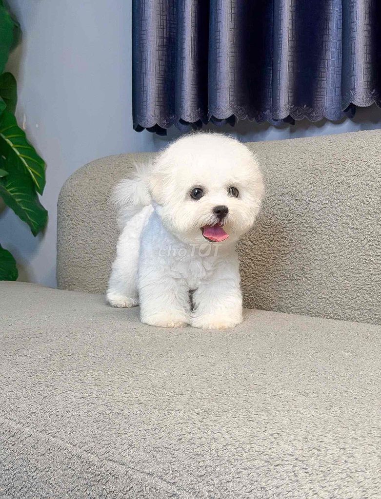 Chó Bichon cái 3 tháng full vaccin. Mua bán Chó tại Quận Tân Bình Tp Hồ Chí Minh được đăng bởi Minh vương hình 1