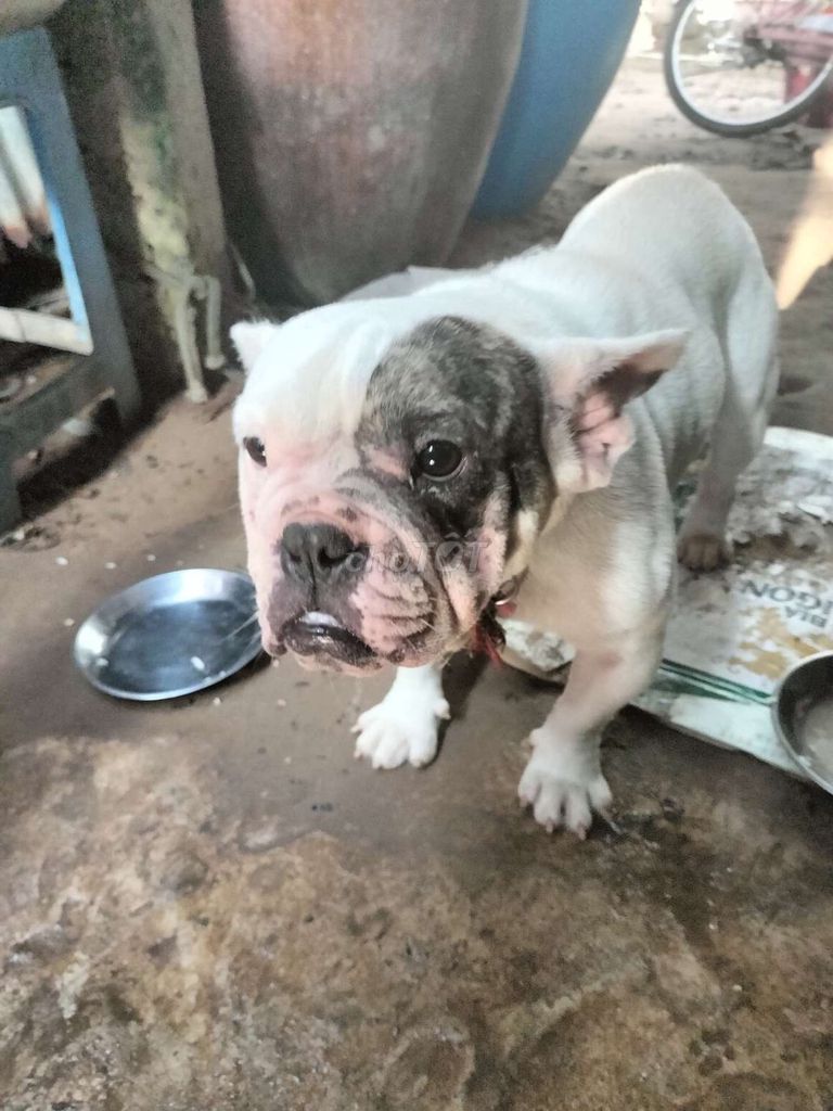 Em cần tìm chủ mới cho con bull ngáo nhà em ạ. Mua bán Chó tại Huyện Thạnh Phú Bến Tre được đăng bởi Phạm Kim Nguyên hình 1
