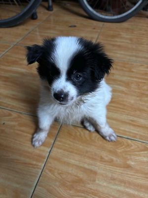 Chó Phốc Sóc lai Nhật Cái Trắng đen 45 ngày
