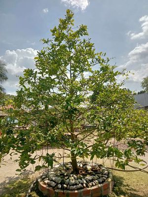 Mai vàng đế đẹp. Mua bán Cây cảnh, đồ trang trí tại Huyện Châu Thành Đồng Tháp được đăng bởi a bảo