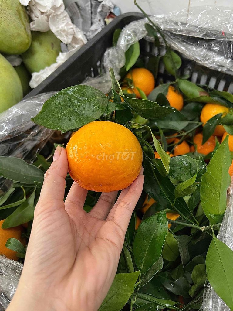 Quýt Úc Ngọt Có hạt. Mua bán Đồ ăn, thực phẩm và các loại khác tại Quận 4 Tp Hồ Chí Minh được đăng bởi Thoa Truong hình 1