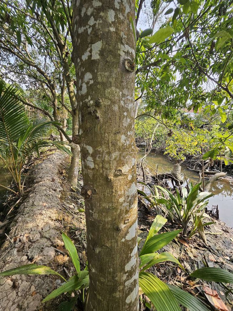 Cây cảnh Mít ta Vĩnh Long. Mua bán Cây cảnh, đồ trang trí tại Huyện Mang Thít Vĩnh Long được đăng bởi Tung Nguyen hình 1