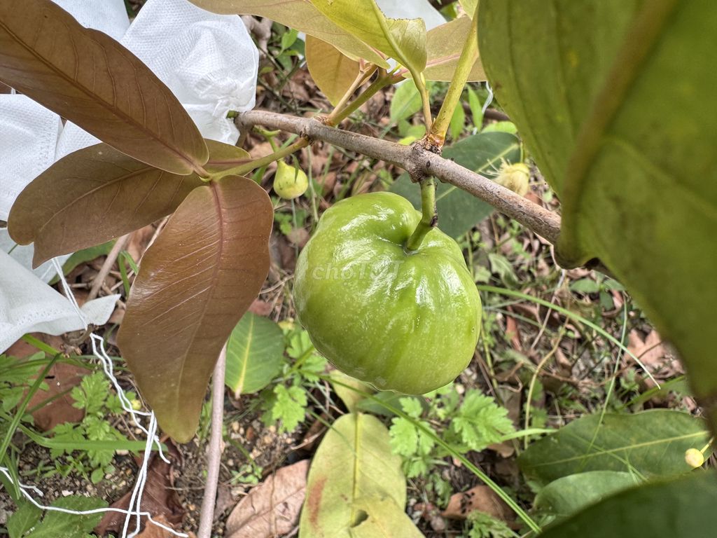 Mận đào đá ( quả roi ) cây choai đến cây lớn.