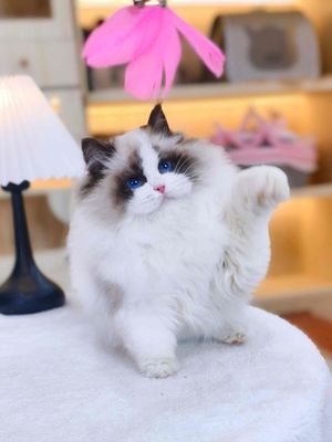 Mèo ragdoll nhập trung thuần chủng