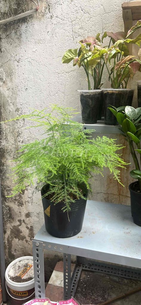 Cây cảnh Kim thủy tùng 35cm. Mua bán Cây cảnh, đồ trang trí tại Quận Tân Phú Tp Hồ Chí Minh được đăng bởi Minh An hình 1