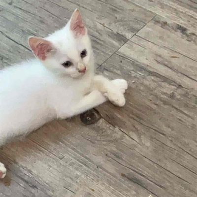 Tìm Nhà Mới Cho Bé Mèo Anh Lông Dài x Bengal. Mua bán Mèo tại Quận Hà Đông Hà Nội được đăng bởi Hoàng Đức