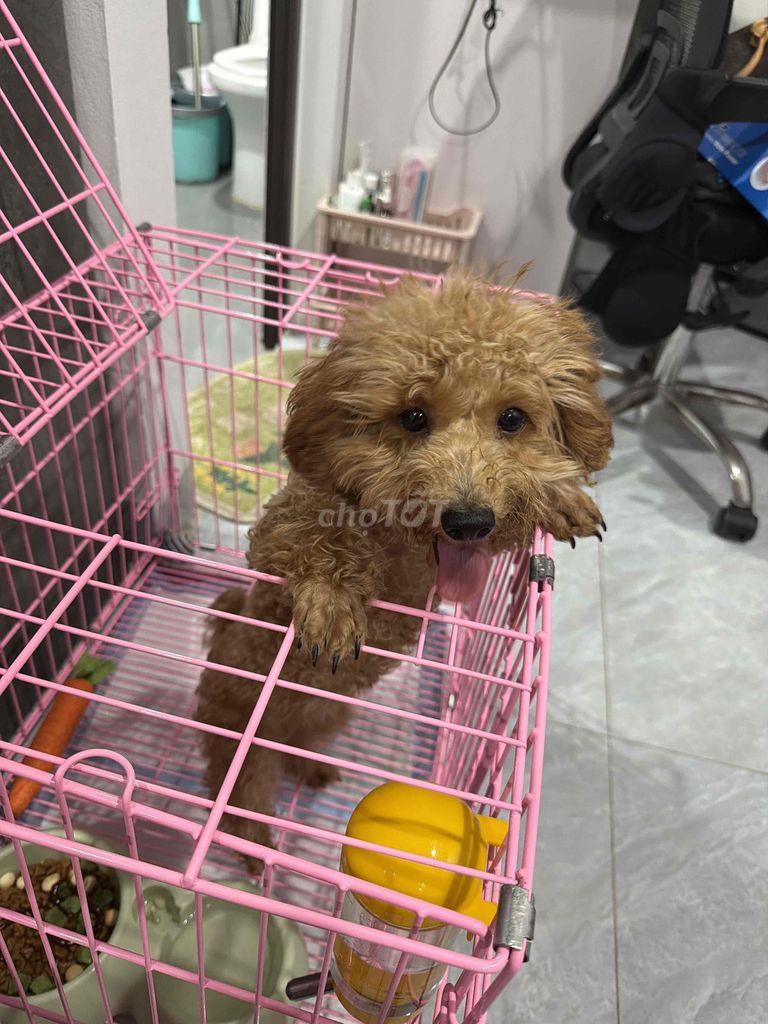 Chó Poodle Tiny Cái. Mua bán Chó tại Quận Nam Từ Liêm Hà Nội được đăng bởi Mi hình 1