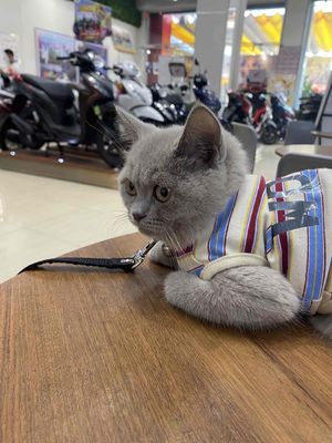 🔥🔥 Mèo Anh Màu Lilac, Ngoan Hiền, Lanh Lẹ, Tân Phú