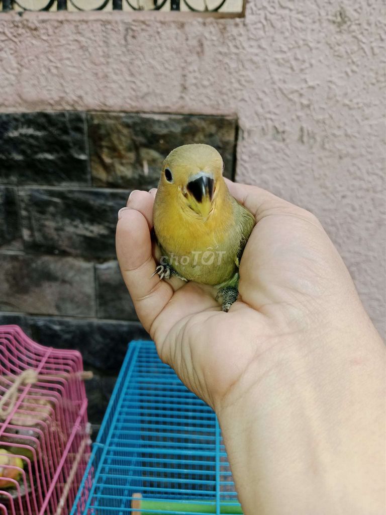 Vẹt Lovebird Vàng Xanh Tơ Thuần Chơi. Mua bán Chim tại Quận Bình Thạnh Tp Hồ Chí Minh được đăng bởi luan Nguyen  hình 1