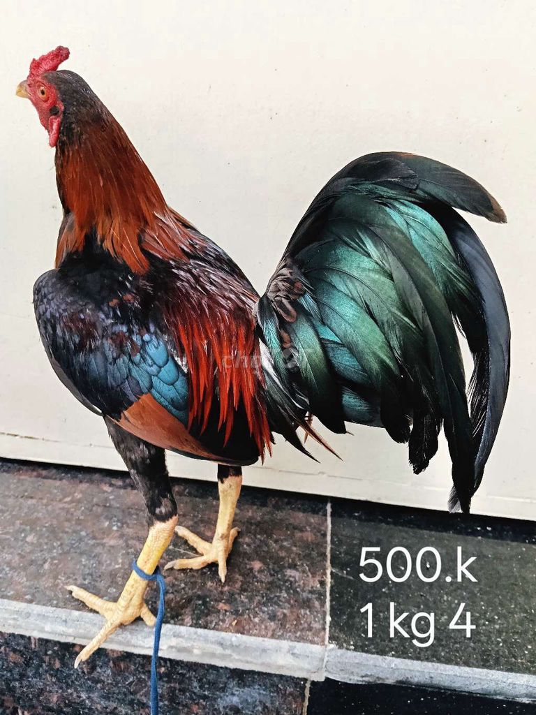 Gà chọi 1.4kg Đa sắc. Mua bán Gà tại Quận Gò Vấp Tp Hồ Chí Minh được đăng bởi nam gà tre  hình 1