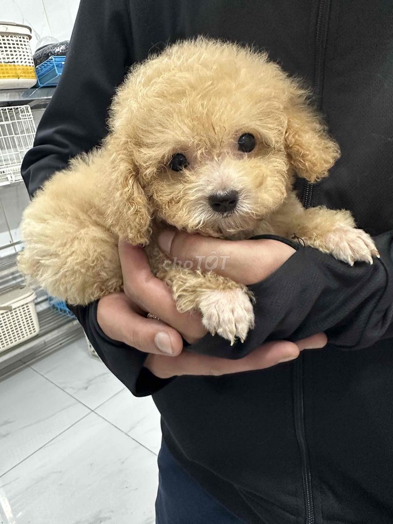 Tìm chủ mới cho bé chó. Mua bán Chó tại Huyện Đồng Phú Bình Phước được đăng bởi Ngọc My hình 1