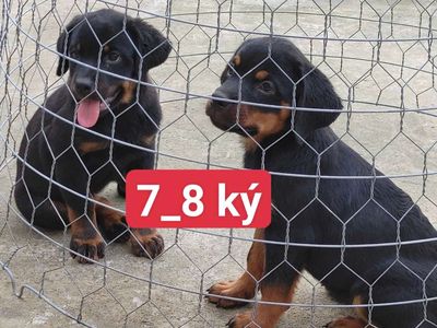 CT.Rottweiler. Mua bán Chó tại Quận Cái Răng Cần Thơ được đăng bởi Nhân Rottweiler 