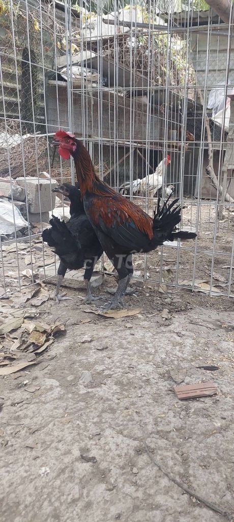 Gà Peru trống mái 3 tháng. Mua bán Gà tại Quận Ninh Kiều Cần Thơ được đăng bởi  ga lai hình 1
