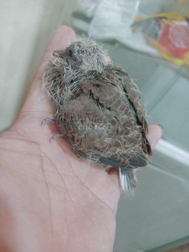 Chim cu đất non. Mua bán Chim tại Quận Cẩm Lệ Đà Nẵng được đăng bởi Chuyên gà chọi Đà Nẵng hình 1