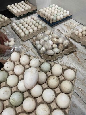 trứng vịt đồng nhà nuôi ngày 1000 quả. Mua bán Đồ ăn, thực phẩm và các loại khác tại Quận Bình Tân Tp Hồ Chí Minh được đăng bởi Trương ngọc quang