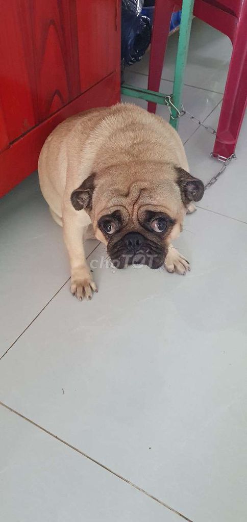 2 Chó Pug Nâu vàng. Mua bán Chó tại Huyện Đức Hòa Long An được đăng bởi Hao hình 1