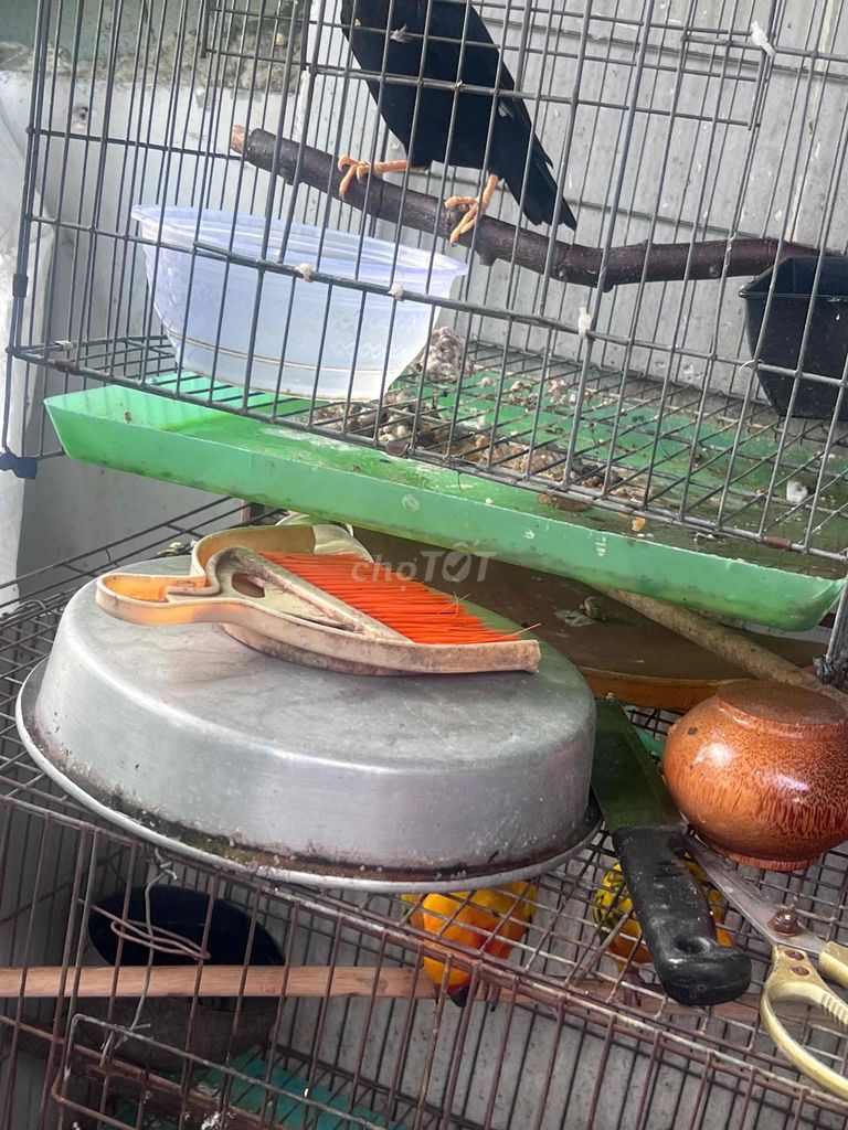 Chim sáo trưởng thành màu Đen. Mua bán Chim tại Quận 6 Tp Hồ Chí Minh được đăng bởi Letuankhang hình 1