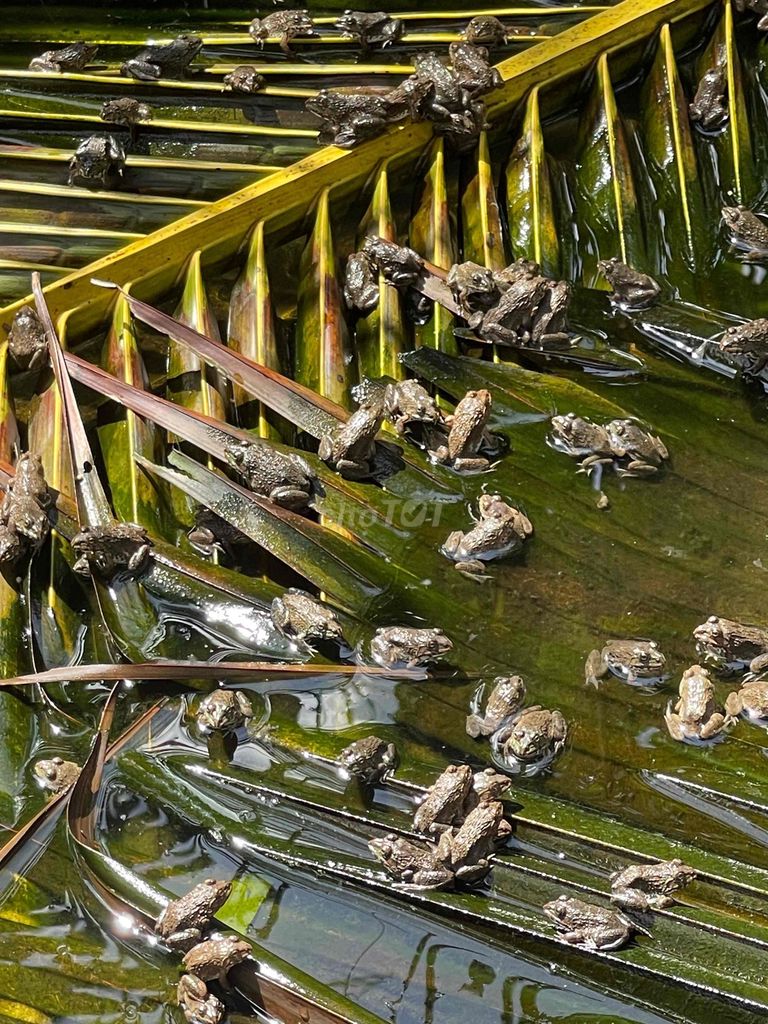 ếch giống. Mua bán Đồ ăn, thực phẩm và các loại khác tại Huyện Châu Thành Bến Tre được đăng bởi Thanh Tuấn hình 1