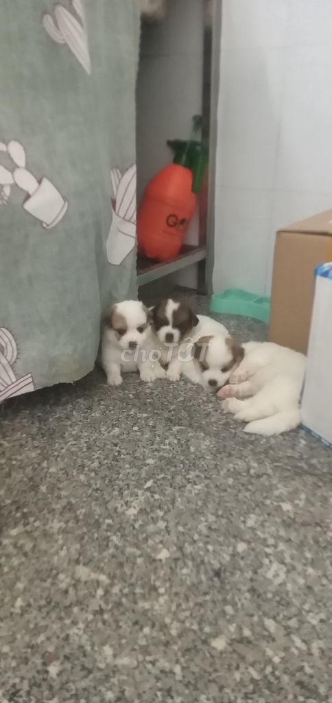Chó con 7 tuần tuổi Trắng nâu. Mua bán Chó tại Thành phố Thủ Đức Tp Hồ Chí Minh được đăng bởi Hà Thị Phượng Hà hình 1