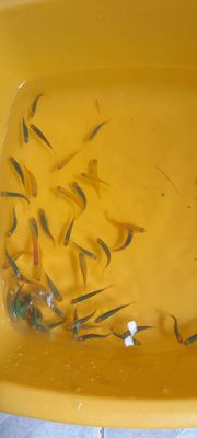 Cá sọc ngựa. Mua bán Thú cưng khác tại Quận Bình Thạnh Tp Hồ Chí Minh được đăng bởi Trại Cá Cánh Buồm Ngọc Duyên