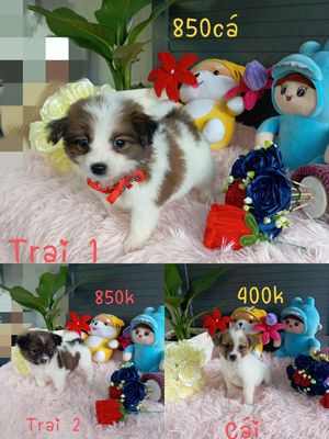 Chó Nhật cái, đực 2 tháng